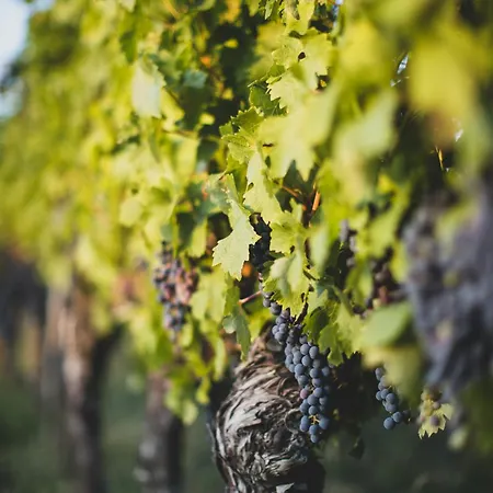 Dreamfactory - Wine Escapes *